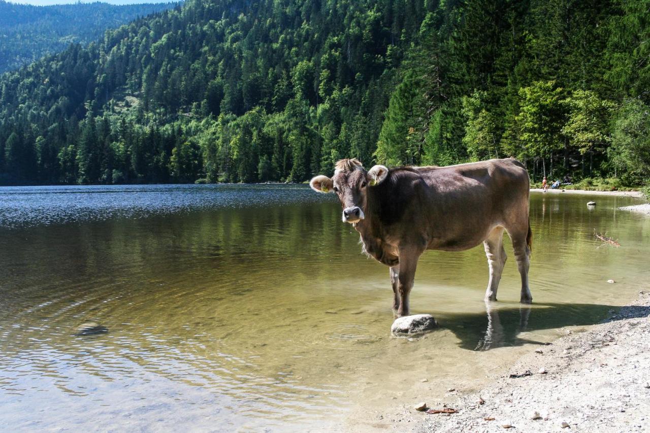 Strauss Sankt Wolfgang im Salzkammergut